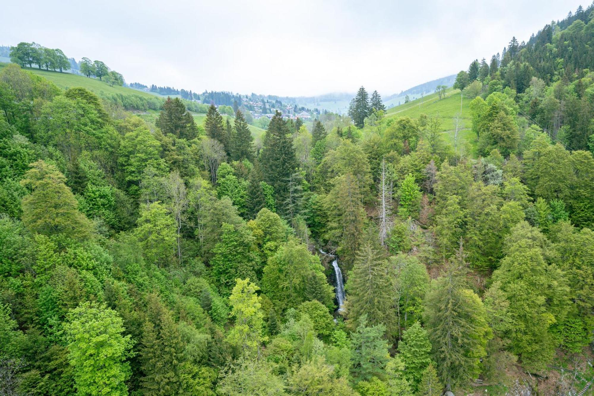 Black Forest Hotel Todtnau Dış mekan fotoğraf